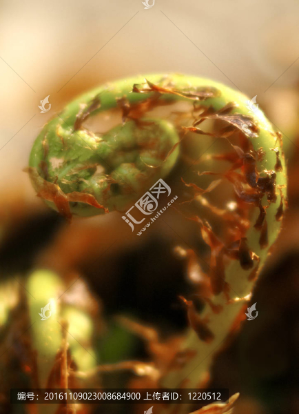 蕨類植物的春芽