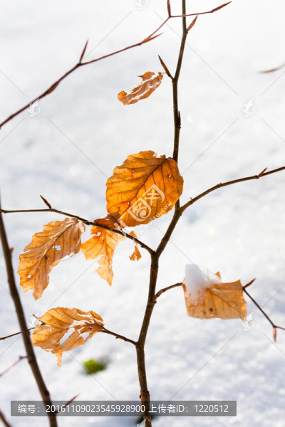 黃色的紅葉雪