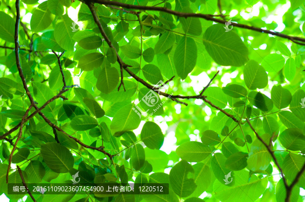 鮮綠色樹葉背景模糊