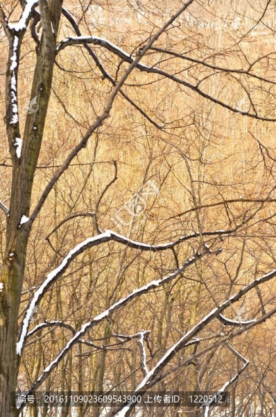 帶季節(jié)性雪的深森林