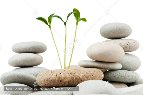 卵石與幼苗-另類醫(yī)學(xué)概念