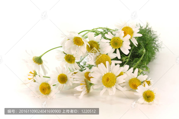 新鮮洋甘菊花