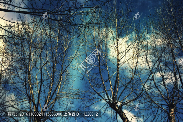 一棵樹的赤裸的樹枝對(duì)著深藍(lán)色的天空