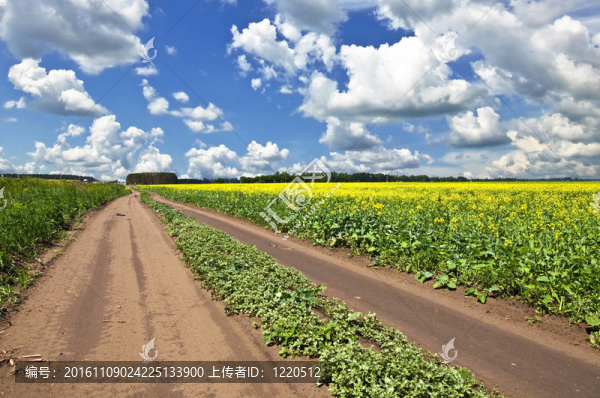 田野的黃色花和郊區(qū)的土路走的距離。夏天的風(fēng)景。