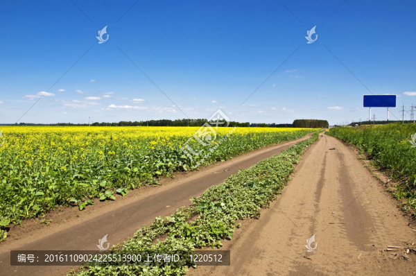 田野的黃色花和郊區(qū)的土路走的距離。夏天的風(fēng)景。