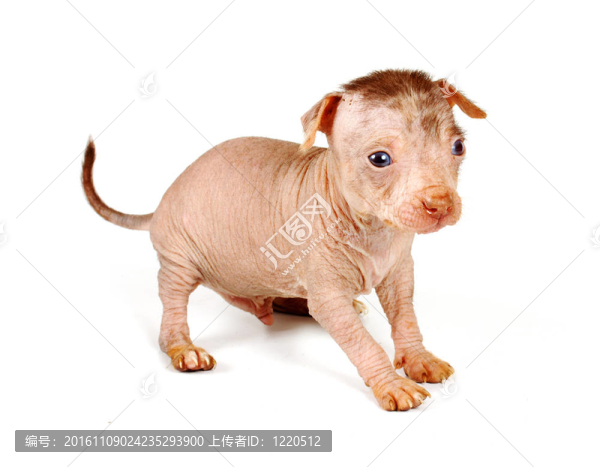 中國冠毛犬幼犬