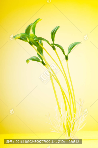 自然觀--白色的幼苗