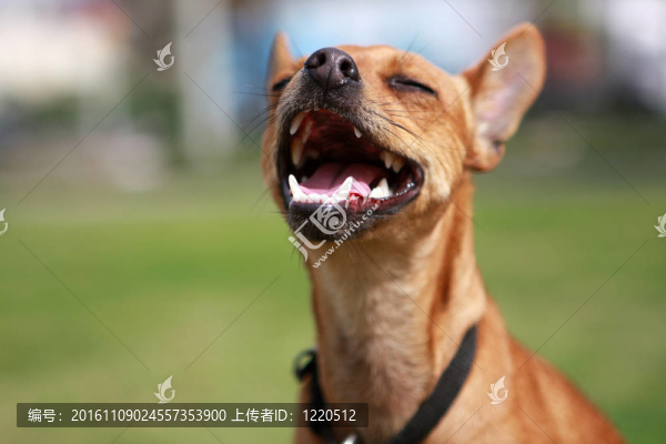 狗
