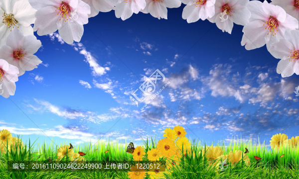 美麗的花朵，藍色的天空