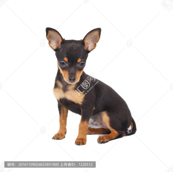 俄羅斯玩具獵犬在白色背景