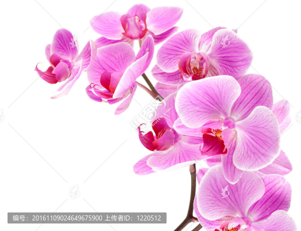 蘭花枝上的蘭花
