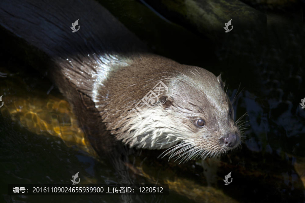 在水里玩的歐亞水獺