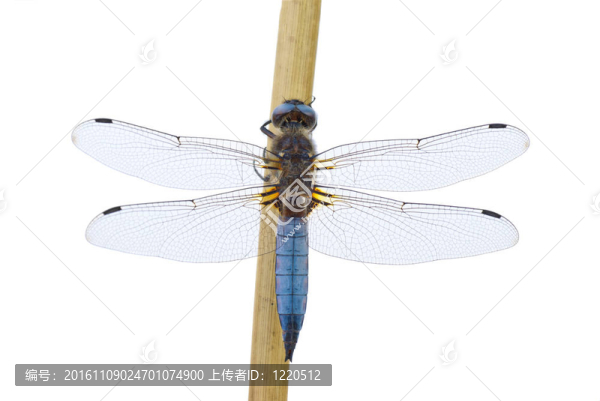 大藍(lán)蜻蜓（Libellula,depressa）坐在蔗莖