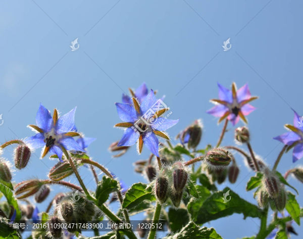 Borage（Borago,officinalis）