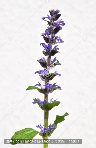 藍色的號角（筋骨草）