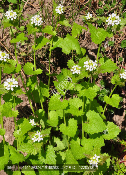 大蒜芥（Alliaria,petiolata）
