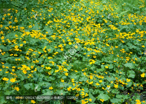 金盞花（Caltha,palustris）