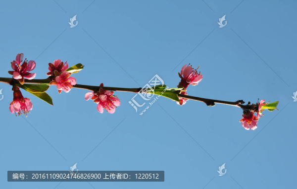 花桃（Prunus,persica）