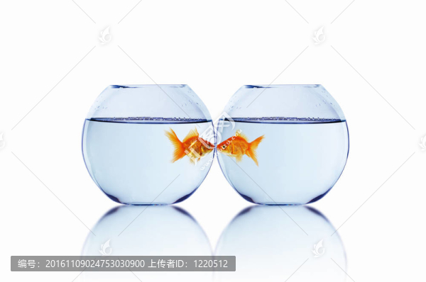 愛情中的金魚