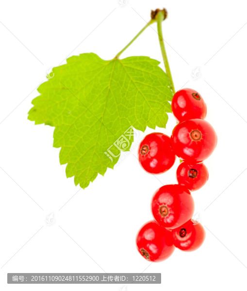 紅醋栗漿果