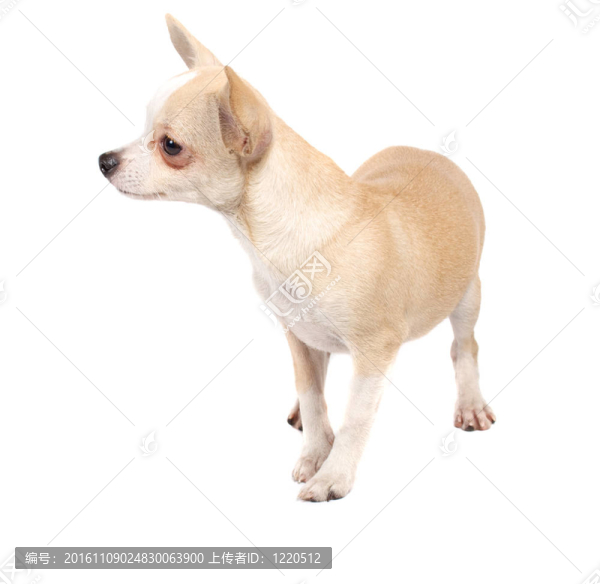 一個可愛的純種狗奇瓦瓦在白色背景前的肖像
