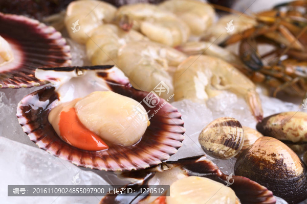 原皇后扇貝（北緯Aequipecten,opercularis）和其他海鮮如貝類和對(duì)蝦冰（選擇性聚焦