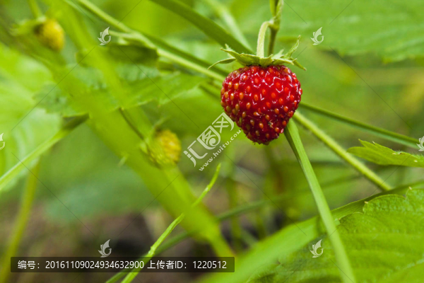 草莓