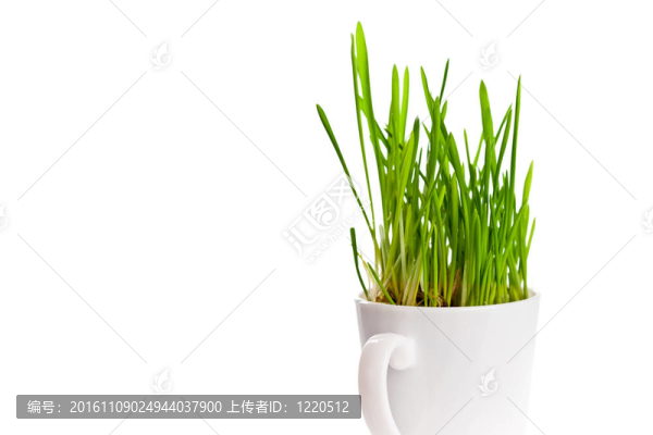 咖啡杯里的青草