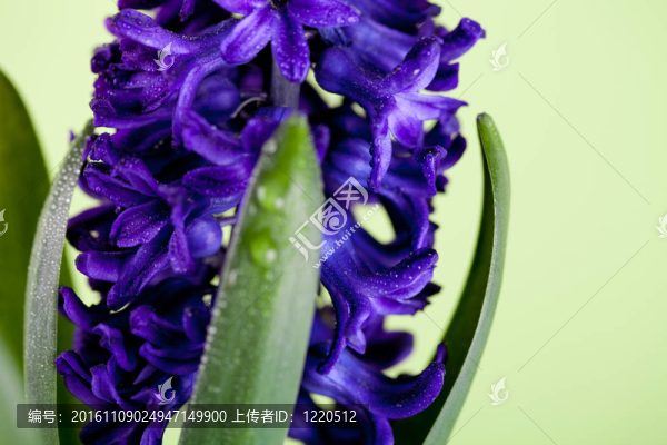 藍(lán)色的風(fēng)信子