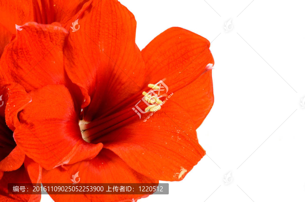 朱頂紅
