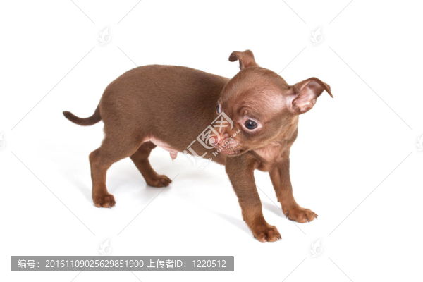 chihuhua小狗在白色的背景