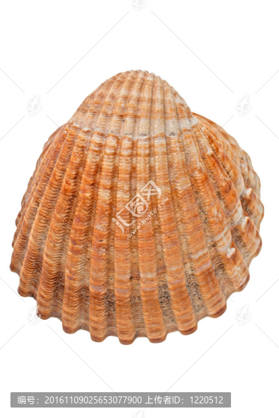 海螺