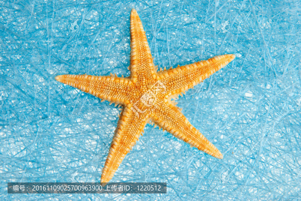 海之星