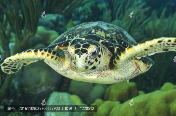 玳瑁海龜