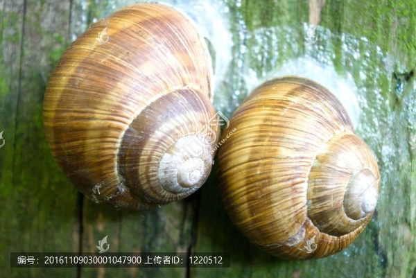 蝸牛