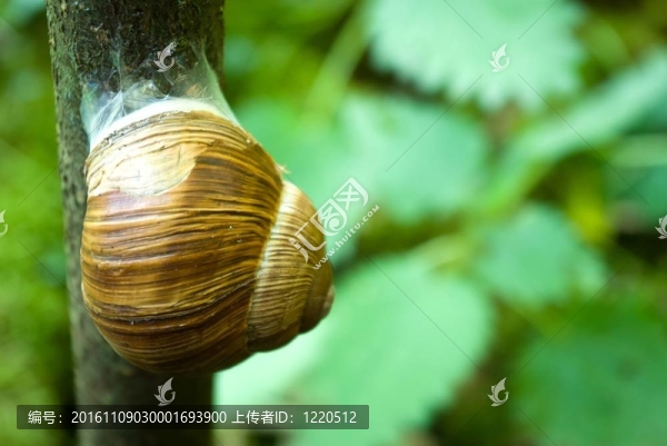 蝸牛