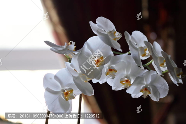 白蘭花