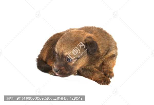 搞笑小狗奇瓦瓦的姿勢(shì)