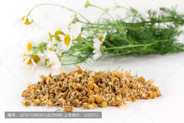 洋甘菊