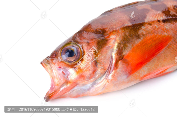 鯡魚(yú)巖魚(yú)