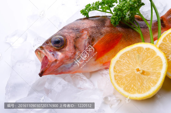 鯡魚(yú)巖魚(yú)