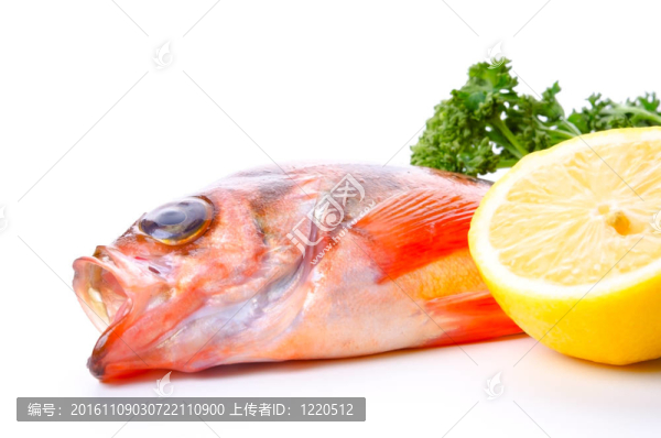 鯡魚巖魚