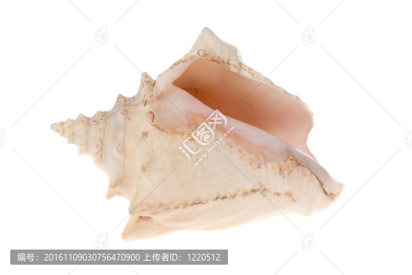 殼