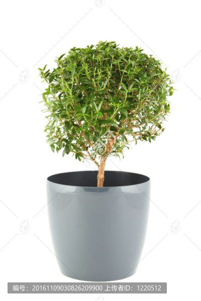 無花果樹