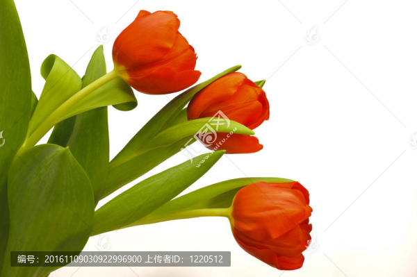 紅色的復(fù)活節(jié)郁金香白色