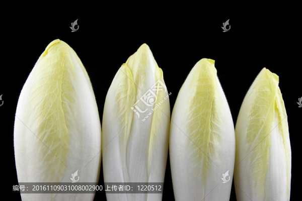 新鮮的萵苣菜