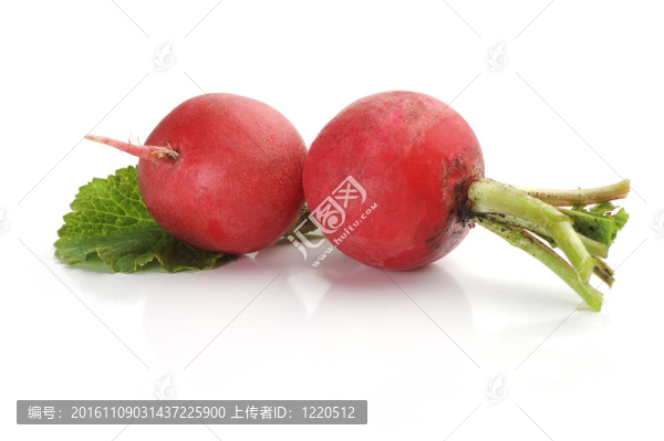 蘿卜