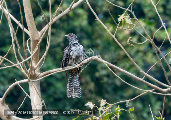 Asian,Koel（女）棲息在一支克死樹