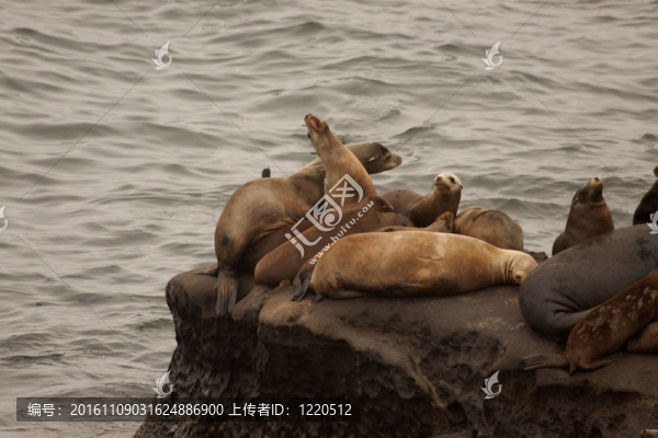 在海洋附近的海豹