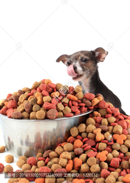 狗舔看著狗食